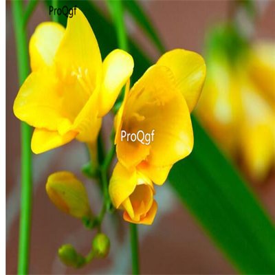 Prodgf 10Pcs A Set yellow color choice freesia hybrida Flower Bulb