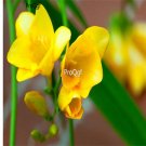 Prodgf 10Pcs A Set yellow color choice freesia hybrida Flower Bulb