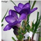 Prodgf 10Pcs A Set purple color choice freesia hybrida Flower Bulb