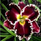 Prodgf 10Pcs A Set red with white edge color choice freesia hybrida Flower Bulb