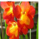 Prodgf 10Pcs A Set red  color choice freesia hybrida Flower Bulb
