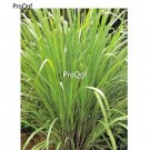 Prodgf 1000Pcs A Set Cymbopogon citratus seed