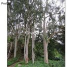 Prodgf 1000Pcs A Set Eucalyptus citriodora seed