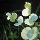 Prodgf 1000Pcs A Set Eucalyptus Gunnii  seed