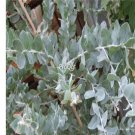 Prodgf 1000Pcs A Set Eucalyptus cinerea seed