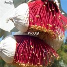 Prodgf 1000Pcs A Set Eucalyptus rhodantha seed
