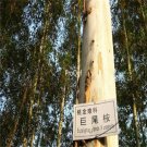 Prodgf 1000Pcs A Set Eucalyptus grandis seed