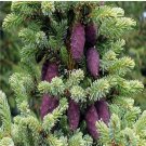 Prodgf 1000Pcs A Set Black spruce seed