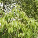 Prodgf 300Pcs A Set Cinnamomum camphora seed