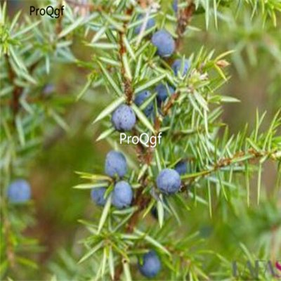 Prodgf 10pcs A Set Juniperus communis seed