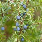 Prodgf 10pcs A Set Juniperus communis seed