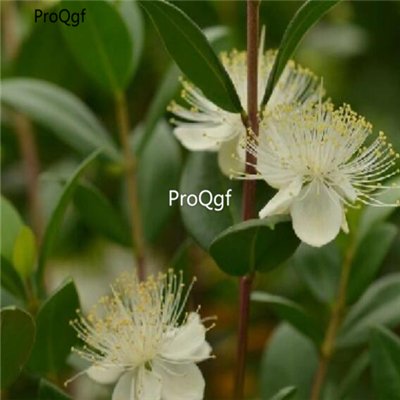 Prodgf 50pcs A Set Myrtus communis  seed