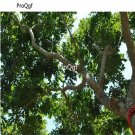 Prodgf 50pcs A Set D hainanensis seed
