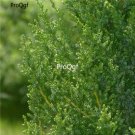 Prodgf 500pcs A Set Cupressus sempervirens cypress seed