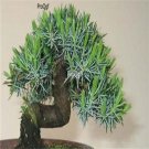 Prodgf 1000pcs A Set Juniperus rigida seed