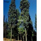 Prodgf 1000pcs A Set Sabina pingii seed