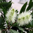 Prodgf 200pcs A Set Melaleuca leucadendron seed