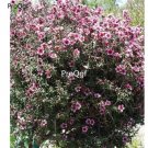 Prodgf 100pcs A Set Leptospermum scoparium seed