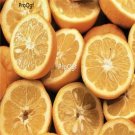 Prodgf 500pcs A Set Citrus aurantium seed