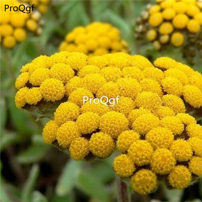 Prodgf 500pcs A Set genus Helichrysum seed