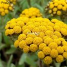 Prodgf 500pcs A Set genus Helichrysum seed