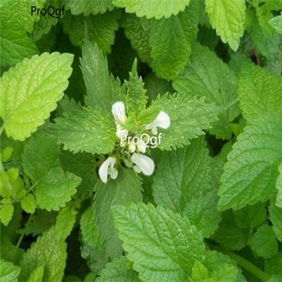 Prodgf 2000pcs A Set Melissa officinalis seed