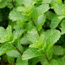 Prodgf 6000pcs A Set Mentha piperita seed