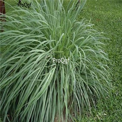 Prodgf 2000pcs A Set Cymbopogon nardus seed