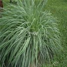 Prodgf 2000pcs A Set Cymbopogon nardus seed