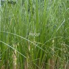 Prodgf 2000pcs A Set  Andropogon muricatus seed