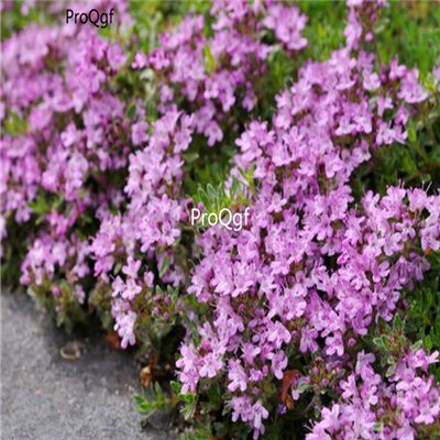 Prodgf 6000pcs A Set Thymus mongolicus seed