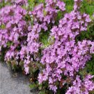 Prodgf 6000pcs A Set Thymus mongolicus seed