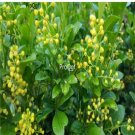 Prodgf 1000pcs A Set Aglaia odorata seed