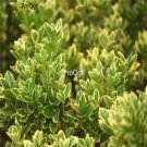 Prodgf 1000pcs A Set Euonymus japonicus Aureo-marginatus seed