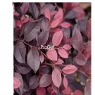 Prodgf 1000pcs A Set Loropetalum chinense seed