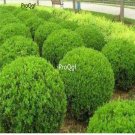 Prodgf 500pcs A Set  Ilex chinensis Sims seed