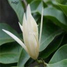 Prodgf 300pcs A Set Michelia alba seed