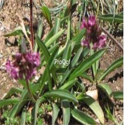 Prodgf 200pcs A Set spikenard seed