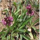 Prodgf 200pcs A Set spikenard seed