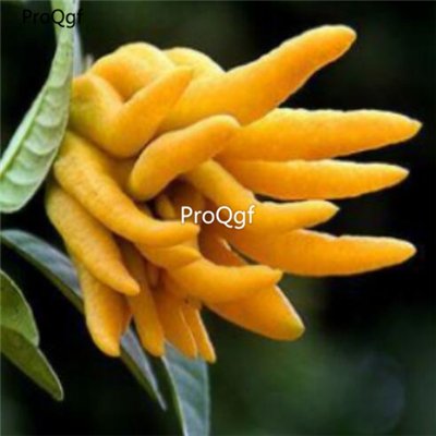 Prodgf 50pcs A Set Citrus medica seed