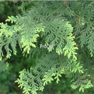 Prodgf 300pcs A Set  Platycladus orientalis seed