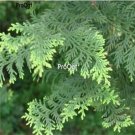 Prodgf 300pcs A Set  Platycladus orientalis seed
