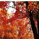 Prodgf 500pcs A Set Liquidambar formosana seed