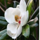 Prodgf 100pcs A Set Magnolia grandiflora  seed