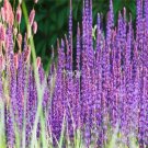Prodgf 2000pcs A Set Salvia japonica seed