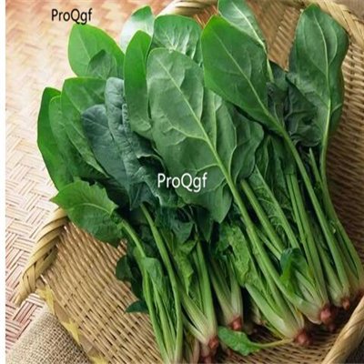 Prodgf 3000pcs A Set Spinacia oleracea seed