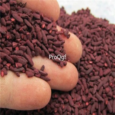Prodgf 500pcs a set red kojic seed