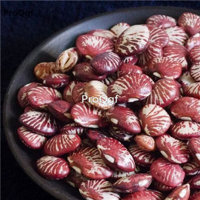 Prodgf 100pcs a set zebra colorful bean seed