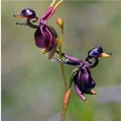 Prodgf 100Pcs A Set Duck Orchid Flower Seed