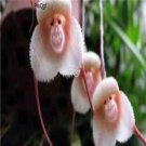 Prodgf 100Pcs A Set Monkey Face Orchid Flower Seed